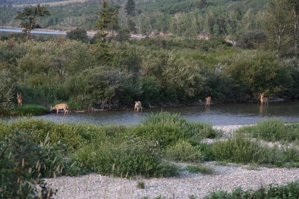 2013-11-27 - As a Deer Pants for Flowing Streams (IMG_8536)