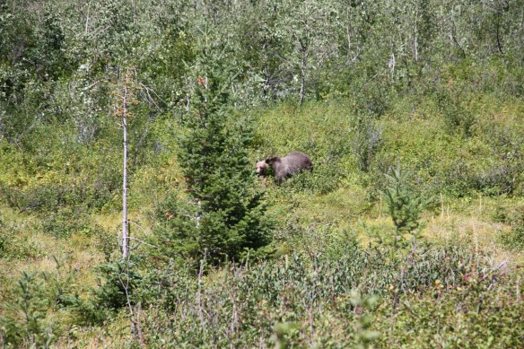 2013-12-09 - The Bear Shall Graze (IMG_8271)