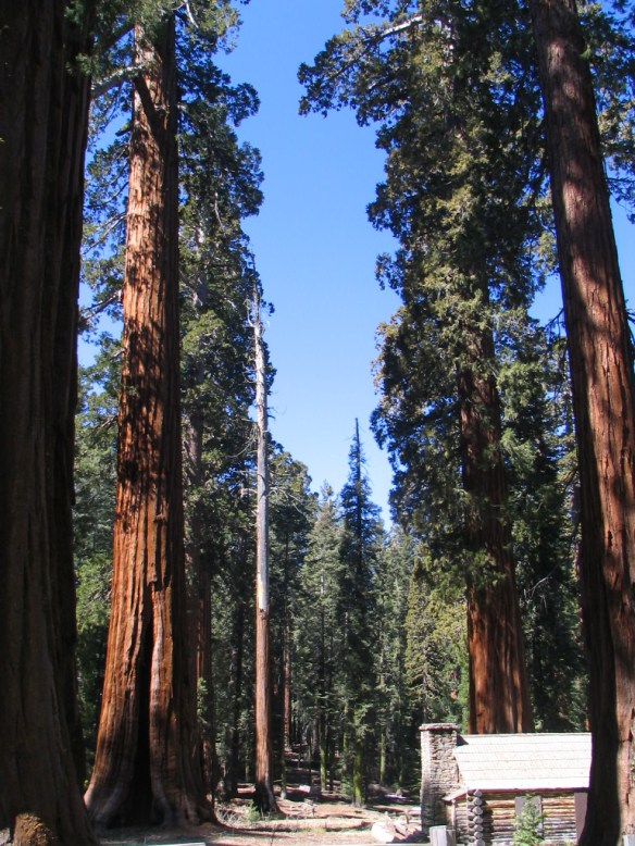 2013-12-13 - The Trees of the Forest Sing for Joy (IMG_1550)