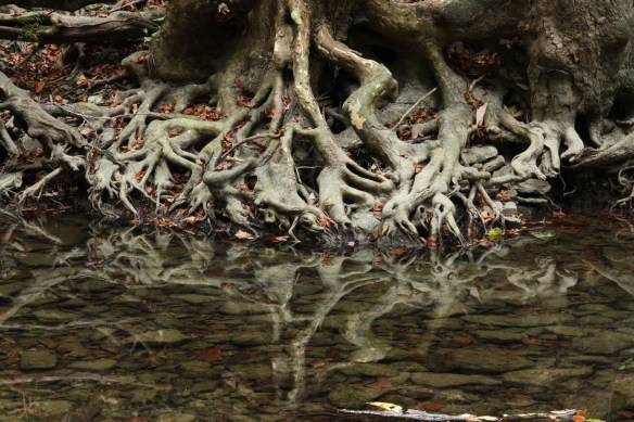 2014-01-07 - A Crooked and Twisted Generation (IMG_0172)