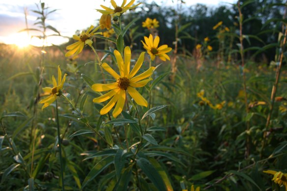2014-01-16 - Like a Flower of the Field (IMG_2357)
