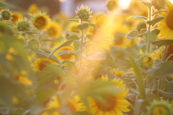 2014-01-27 - The Light of Men (IMG_2077)